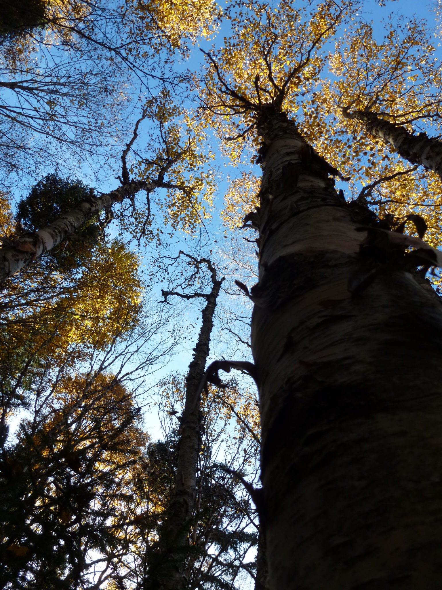 Mounts Avalon, Field, & Tom Hike!