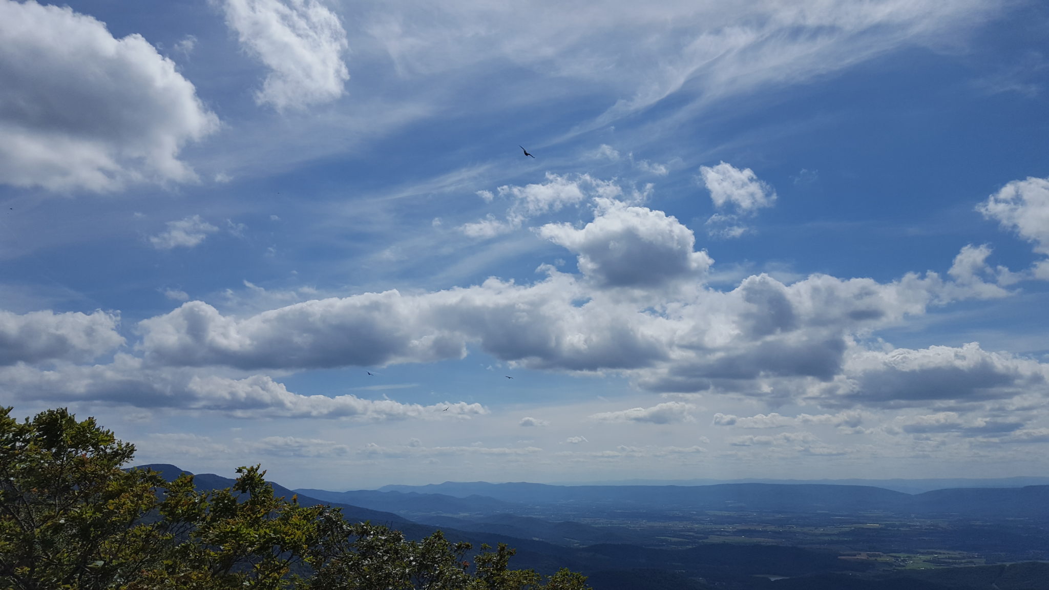 Birds fly over the mountains of Virginia