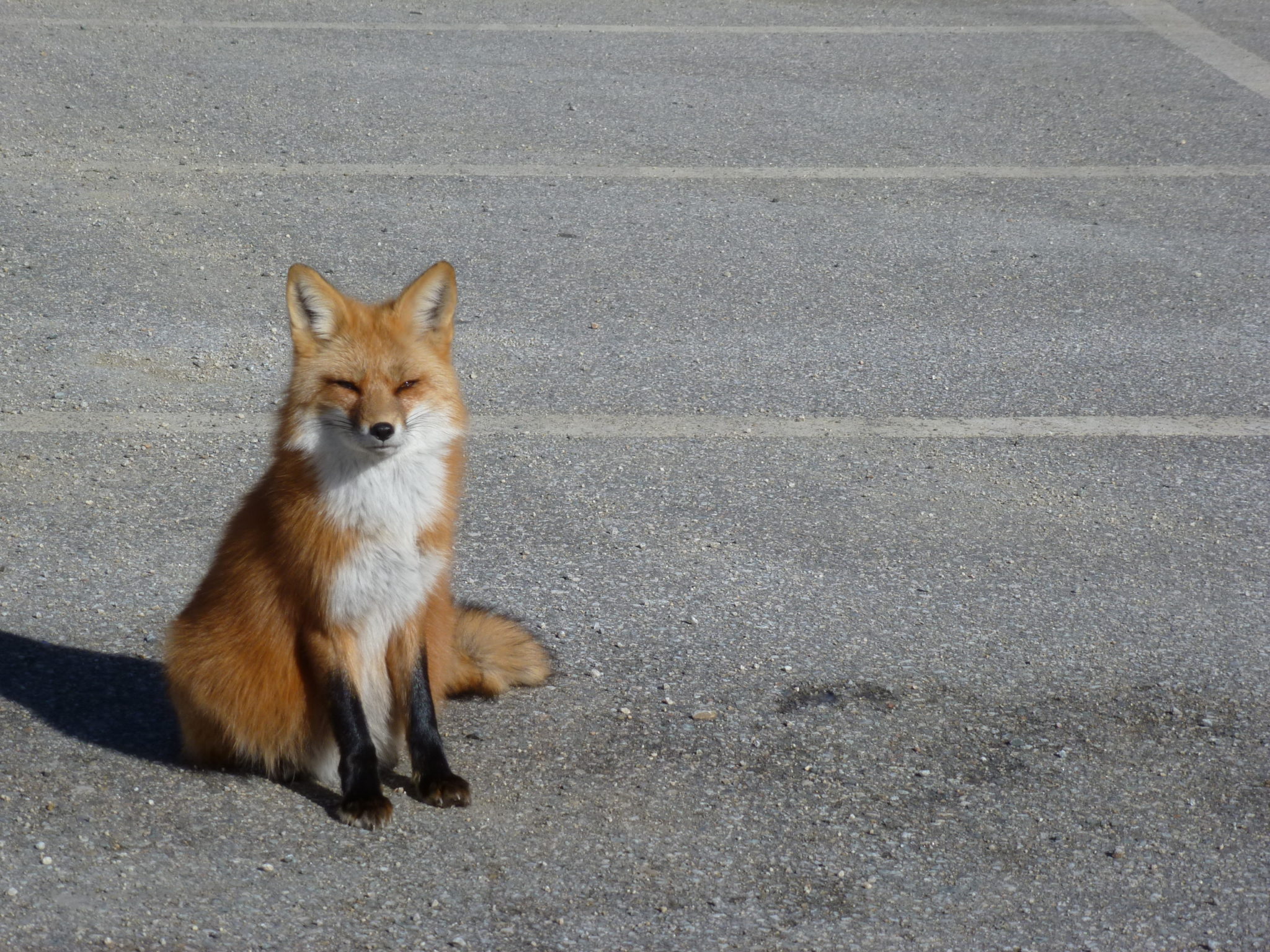 Fox in Crawford Notch