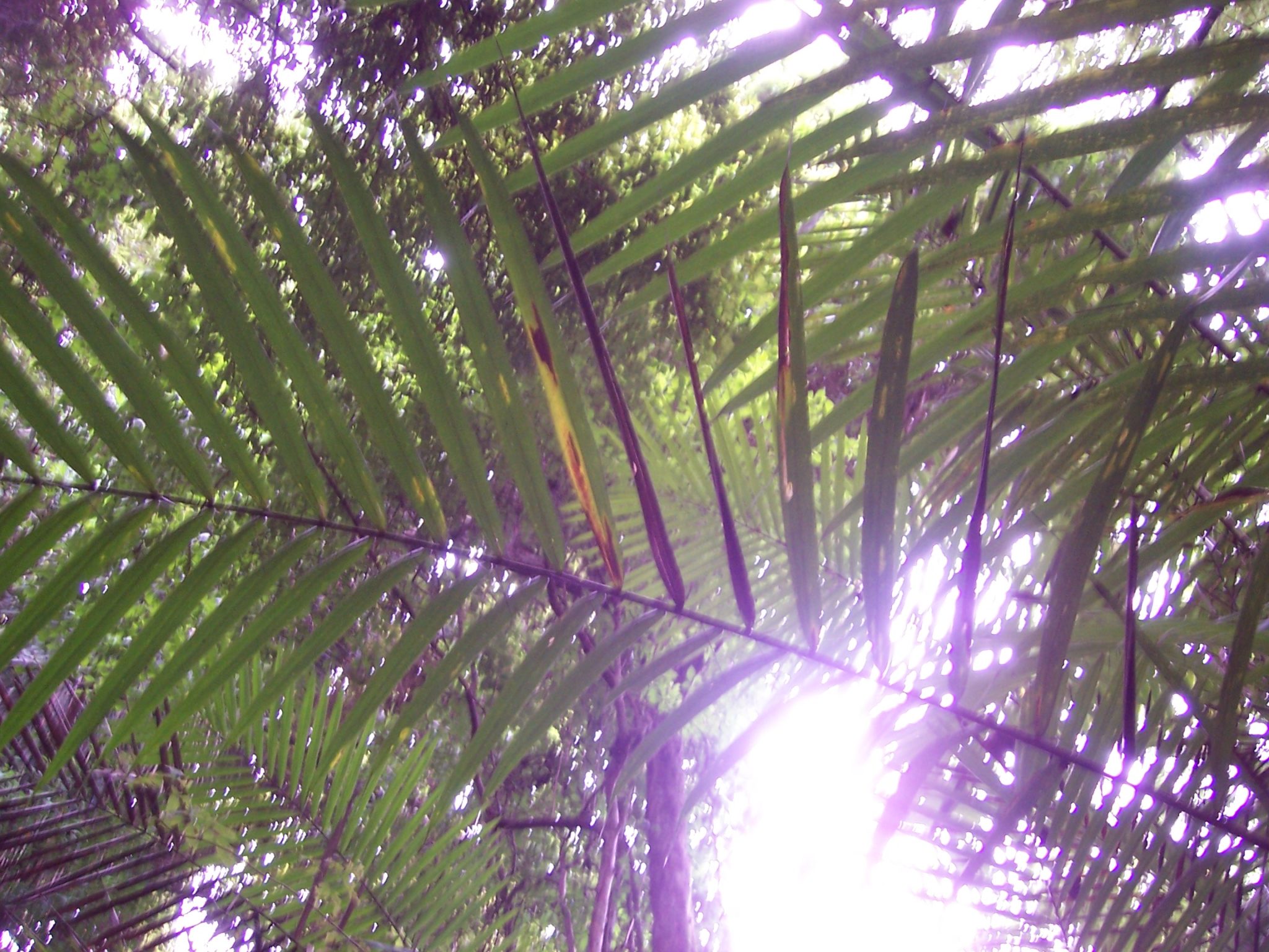 Thick flora looking up in a Costa Rican forest during a hike